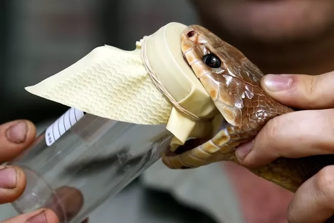 Use of snake Venom...!!!