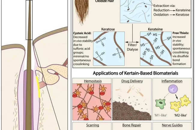 Uses of Human Hair: From Medicine..