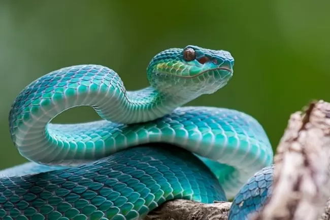 Absence of Native Snakes...!!!