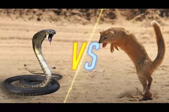 The Timeless Battle: Snakes vs. Mongooses...!!!