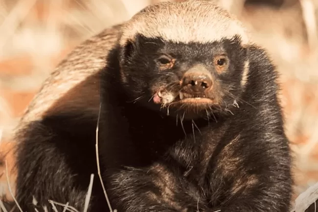 Honey Badgers: Nature's Fearless Warriors...!!!