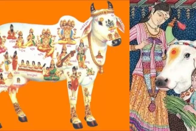 Sacred Cows: Understanding Hindu Reverence and Cultural Significance...!!!