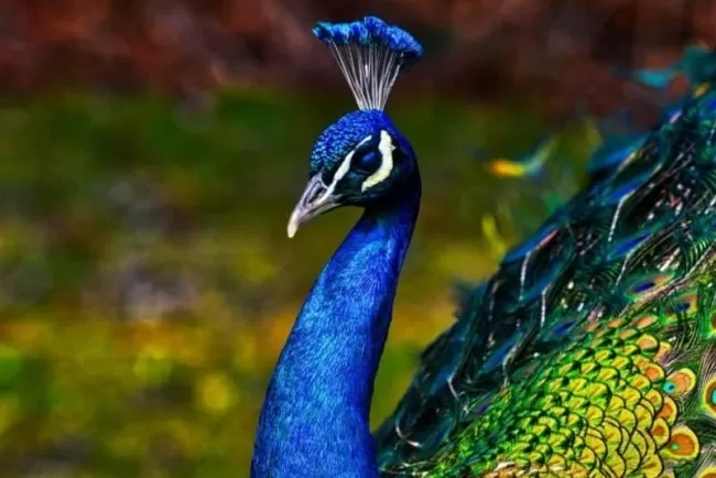 Peacock: The National Bird