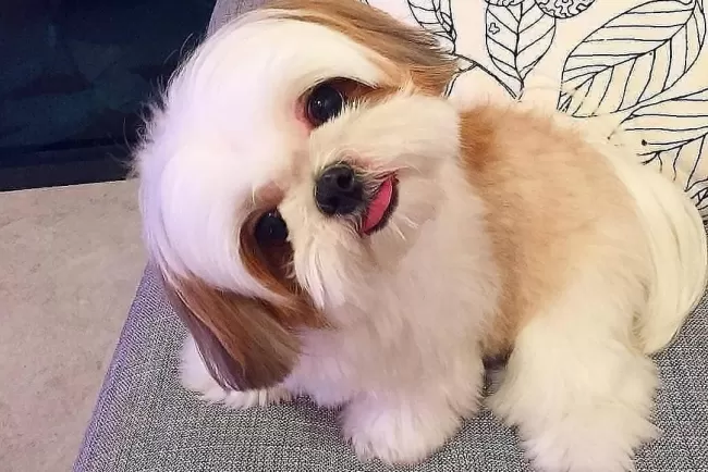 Fluff Level Expert: Shih Tzu