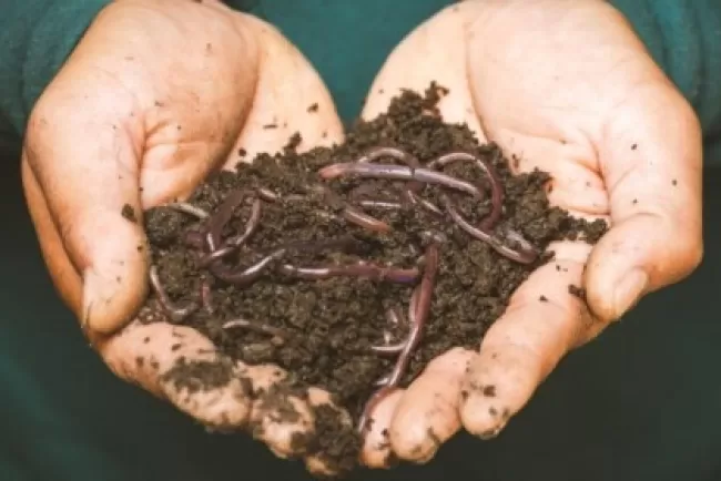 From Earth to Art: The Multifaceted Uses of Soil...!!!