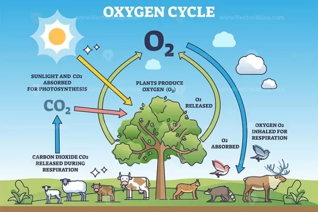 The Vital Roles of Oxygen and Carbon Dioxide: Essential Gases in Biological, Ecological, and Industrial Processes...!!!