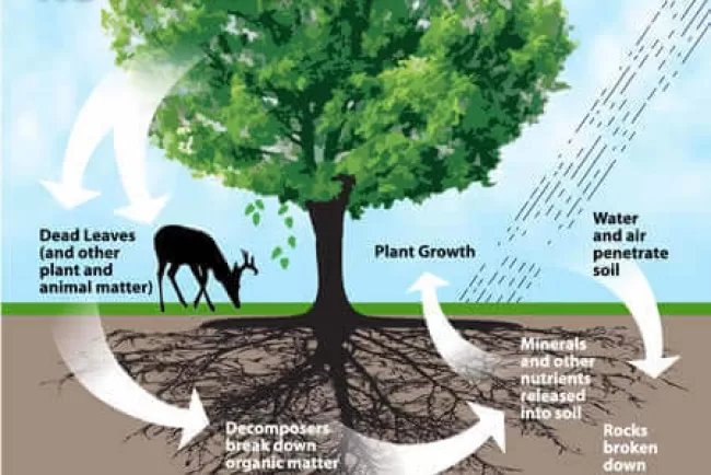 The Construction and Varied Forms of Oxygen and Carbon Dioxide: Essential Elements in Nature and Industry...!!!
