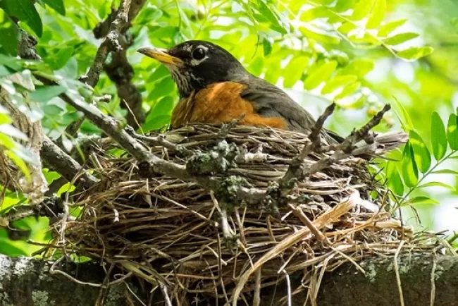 Birds and Their Nests: The Marvel of Avian Architecture...!!!