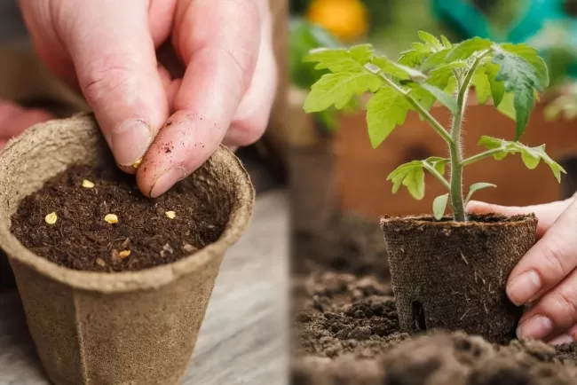 Types of Plant Seeds and Their Uses...!!!