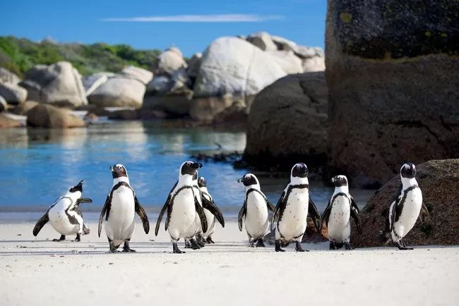 Penguins: Nature's Marvels in Popular Culture and Science...!!!