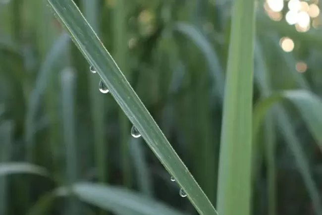 Determining Mosaic Resilience in Sugarcane Plants using Hyperspectral Images