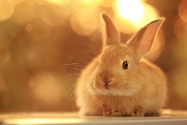 Rabbits: An In-Depth Exploration of Their Unique Traits and Cultural Significance...!!!