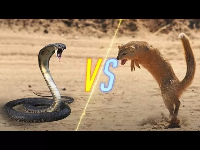 The Timeless Battle: Snakes vs. Mongooses...!!!