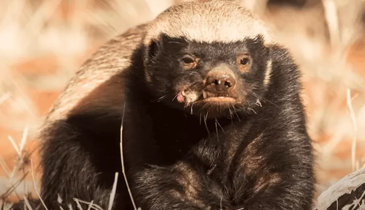 Honey Badgers: Nature's Fearless Warriors...!!!