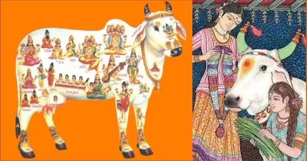 Sacred Cows: Understanding Hindu Reverence and Cultural Significance...!!!