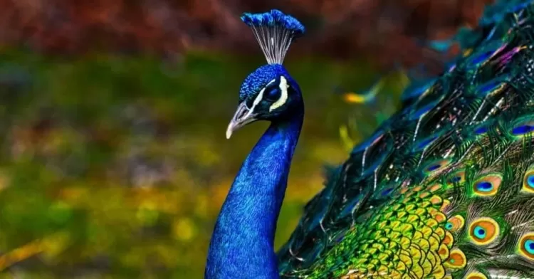 Peacock: The National Bird