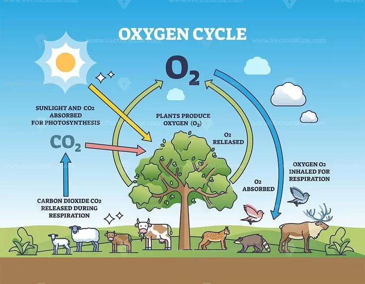 The Vital Roles of Oxygen and Carbon Dioxide: Essential Gases in Biological, Ecological, and Industrial Processes...!!!