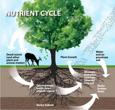 The Construction and Varied Forms of Oxygen and Carbon Dioxide: Essential Elements in Nature and Industry...!!!