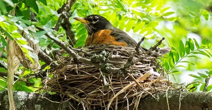 Birds and Their Nests: The Marvel of Avian Architecture...!!!