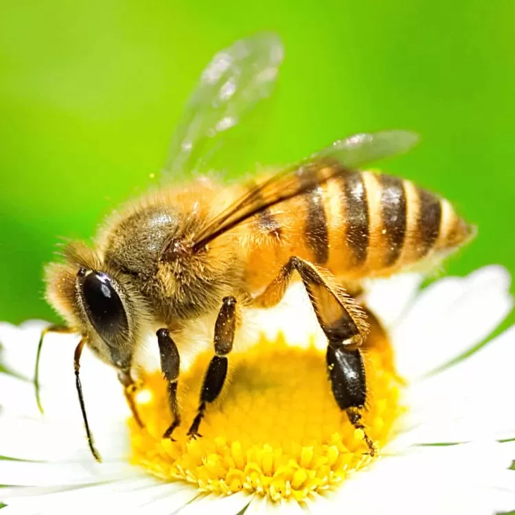 "Bees: The Heartbeat of Our Ecosystem."