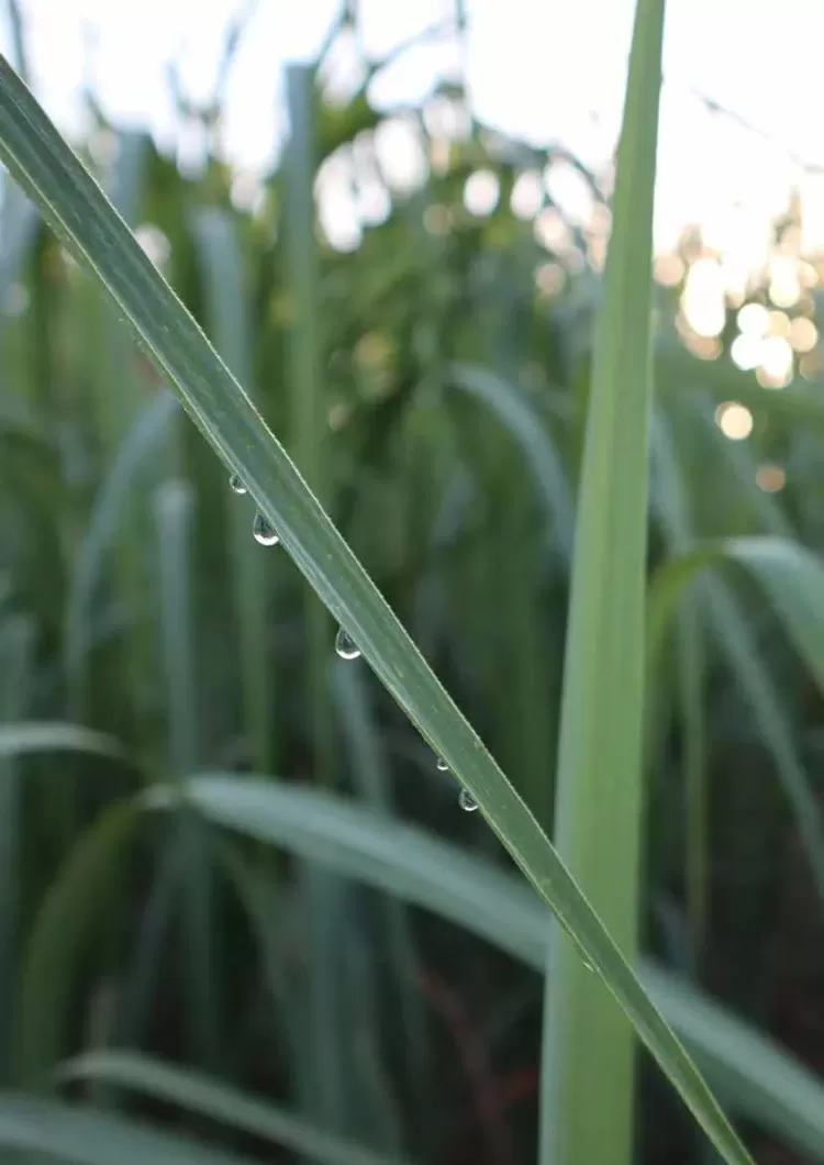 Determining Mosaic Resilience in Sugarcane Plants using Hyperspectral Images