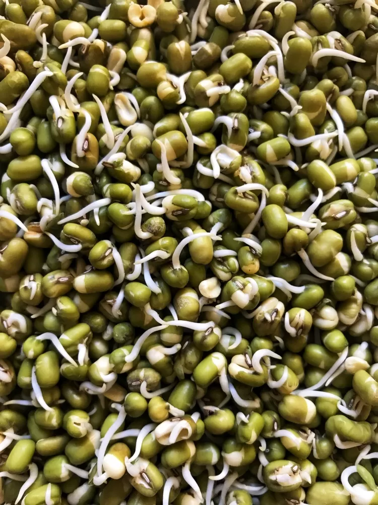 Crunch into Health with Moong Sprouts!