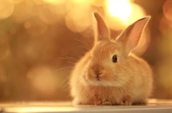 Rabbits: An In-Depth Exploration of Their Unique Traits and Cultural Significance...!!!