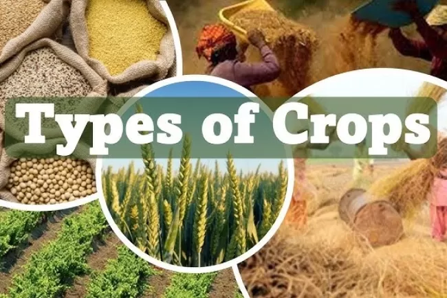 Comprehensive Guide to Cultivating Different Crops...!!!