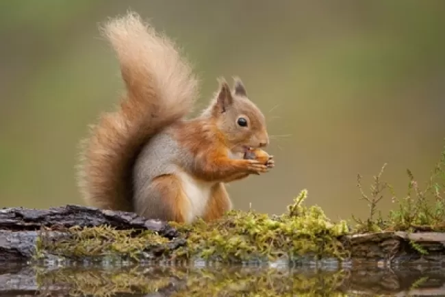 Squirrels: Quick, Clever, and Captivating...!!!