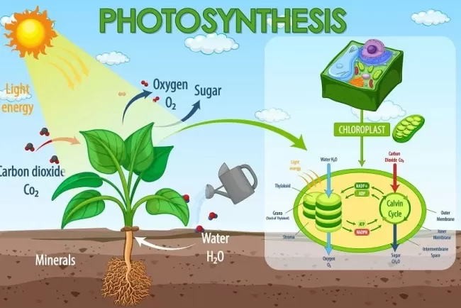 The Essence of Photosynthesis: Fueling Life on Earth...!!!