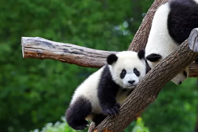 "Pandas: Nature’s black-and-white wonder."