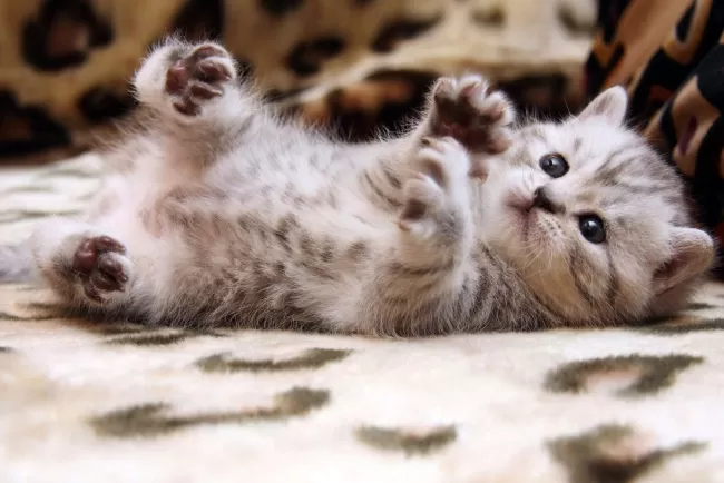"A cat’s love is purrmanent."