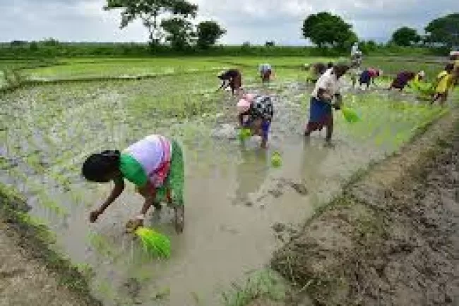 India’s Comprehensive Agricultural Development Proposals: A Roadmap for Growth