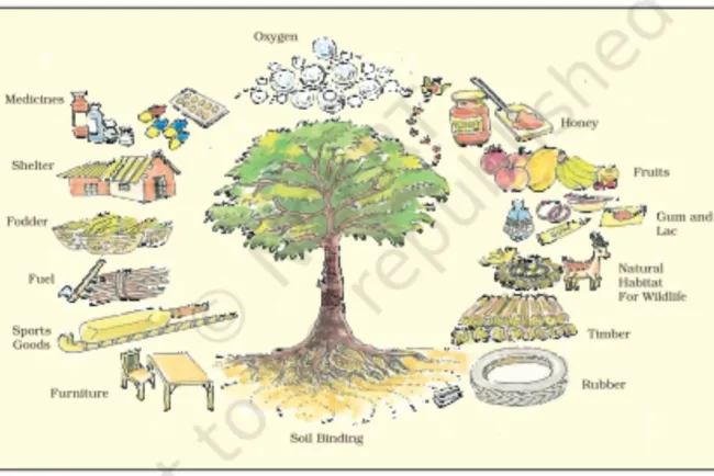 Trees and Their Uses: A Vital Resource...!!!
