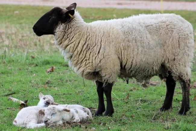 Sheep: Breeds and Their Unique Characteristics...!!!
