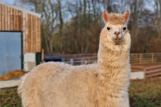 Alpacas: Gentle Creatures with Luxurious Fiber...!!!