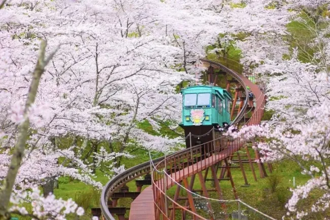 Sakura Season: A Cultural Celebration in Japan...!!!