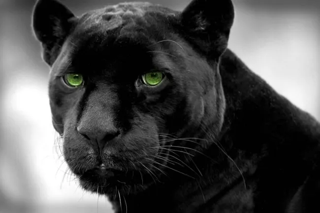 Unveiling the Mystery of Black Panthers...!!!