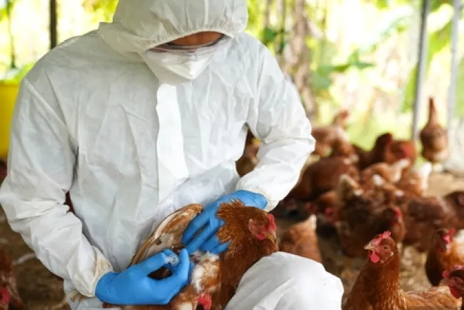 Scientists Sound Alarm as H5N1 Bird Flu Shows Signs of Dangerous Adaptation