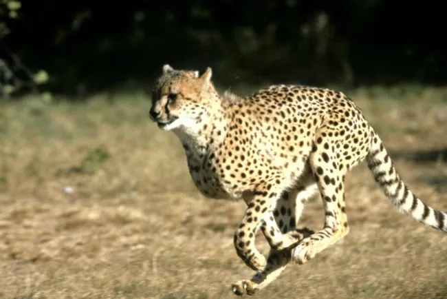 Cheetah Chronicles: The Fastest Land Animal's Journey...!!!