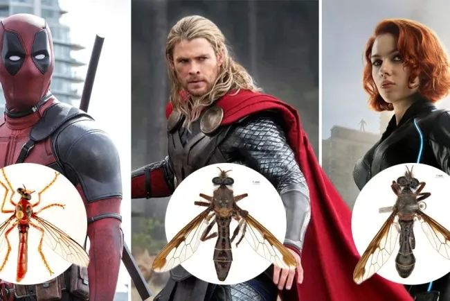Australia's Marvel-Inspired Fly Species: A Tribute to Superheroes in the Insect World