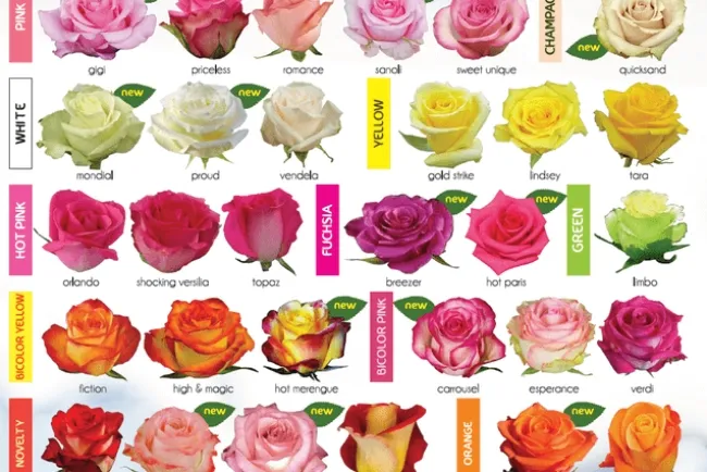 Roses: Nature's Timeless Beauties...!!!