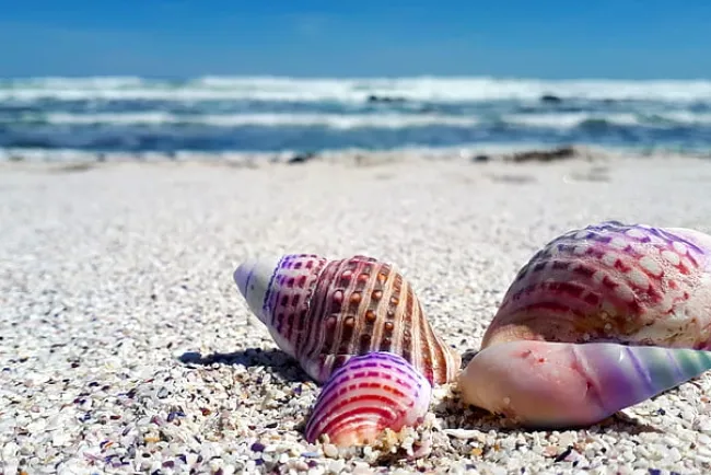 Sea Shells: Nature’s Oceanic Gems...!!!