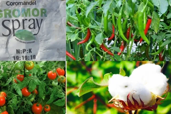 Cotton And Chilli Cultivation...!!!