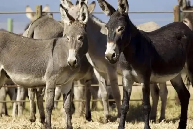 Pakistan Initiates Donkey Slaughterhouse Operations in Gwadar to Meet Chinese Demand