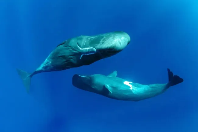 Whales Speak in Complex Patterns: A New Study Challenges Assumptions About Animal Communication