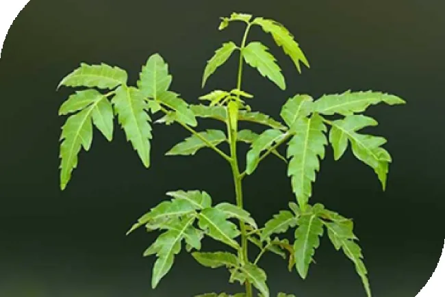 Neem: The Miracle Tree Enhancing Health and Sustainability...!!!