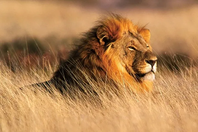 The King of the Forest: The Majestic Lion...!!!