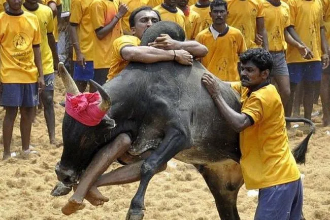 Bull Fighting in India: The Tradition of Jallikattu..!!!