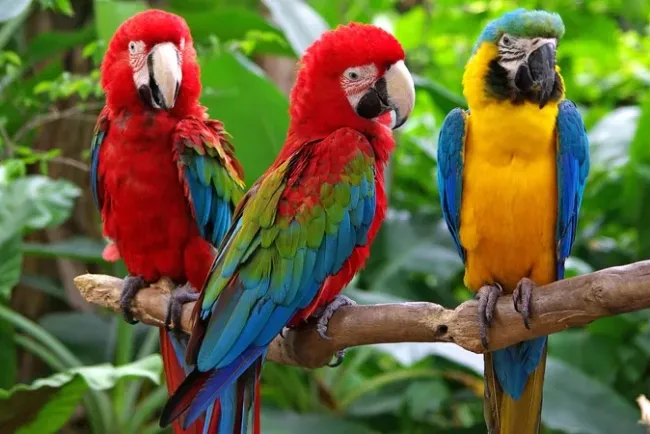 Parrots: Types and Characteristics...!!!